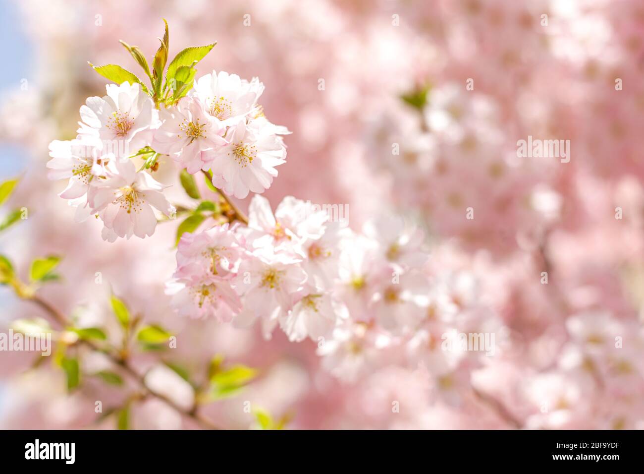 Amazing pink cherry blossoms on the Sakura tree in a blue sky ...
