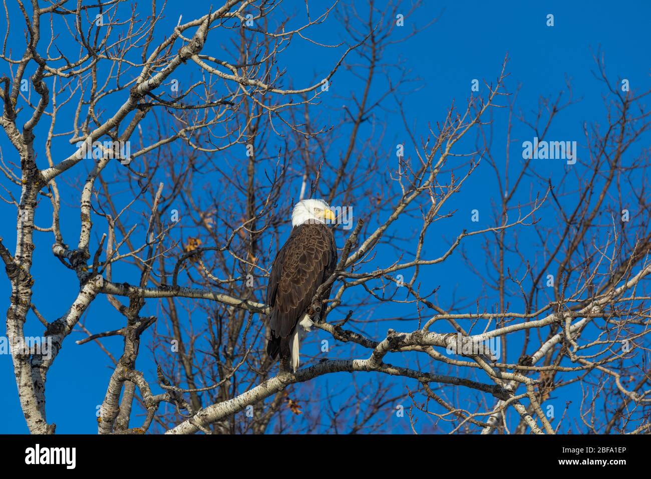 Bald eagle in the Crex Meadows State Wildlife Area in northwestern