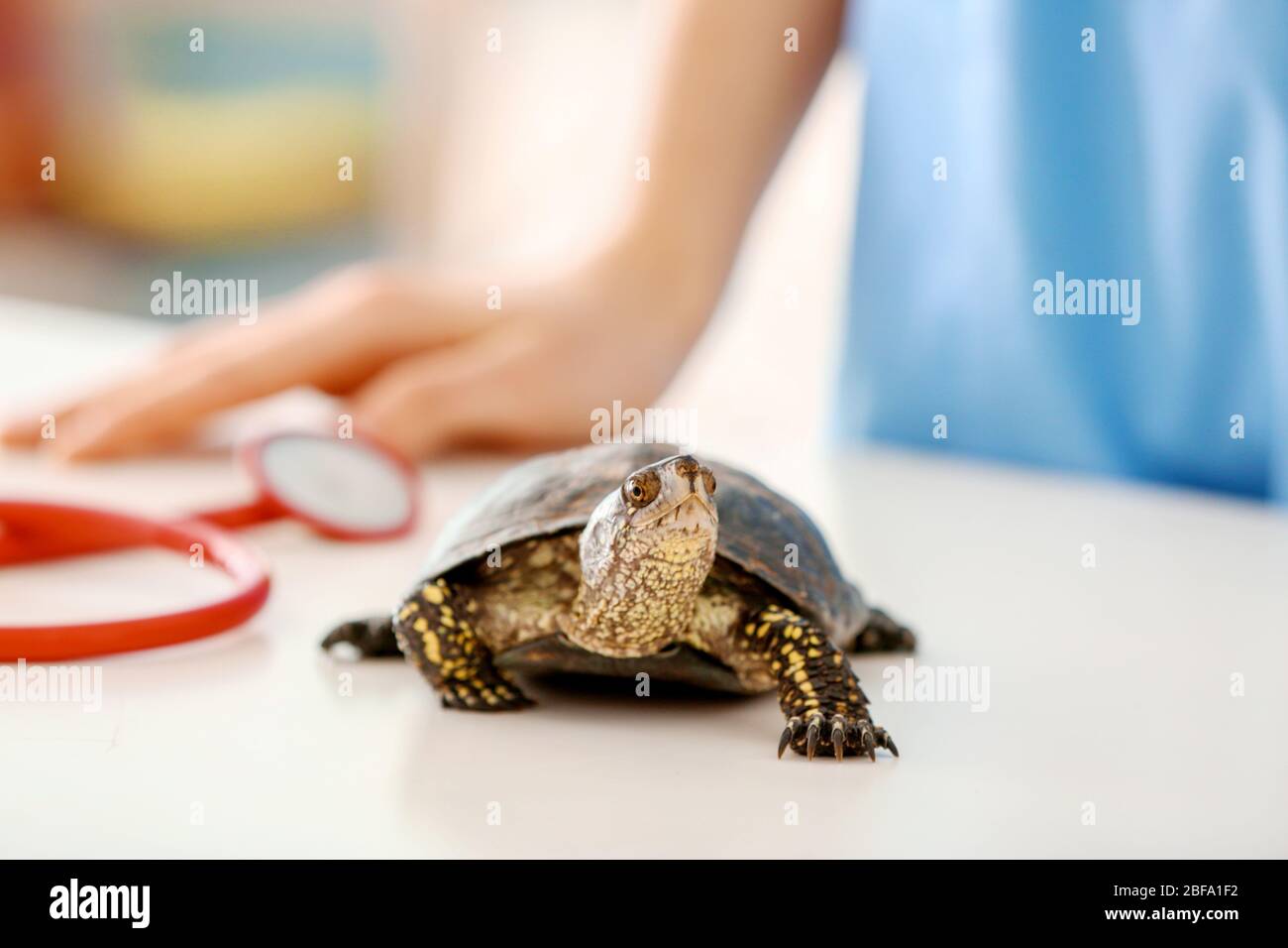 vet near me for turtles