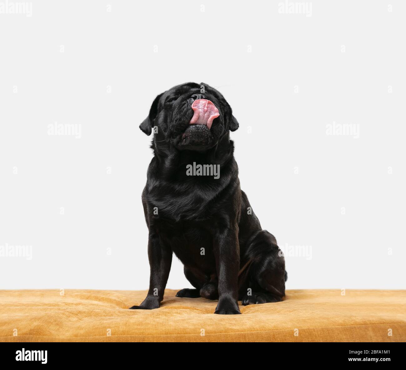 Pug-dog companion is posing. Cute playful black doggy or pet playing  isolated on white studio background, sitting on pouf. Concept of motion,  action, movement, pets love. Looks happy, delighted, funny Stock Photo -