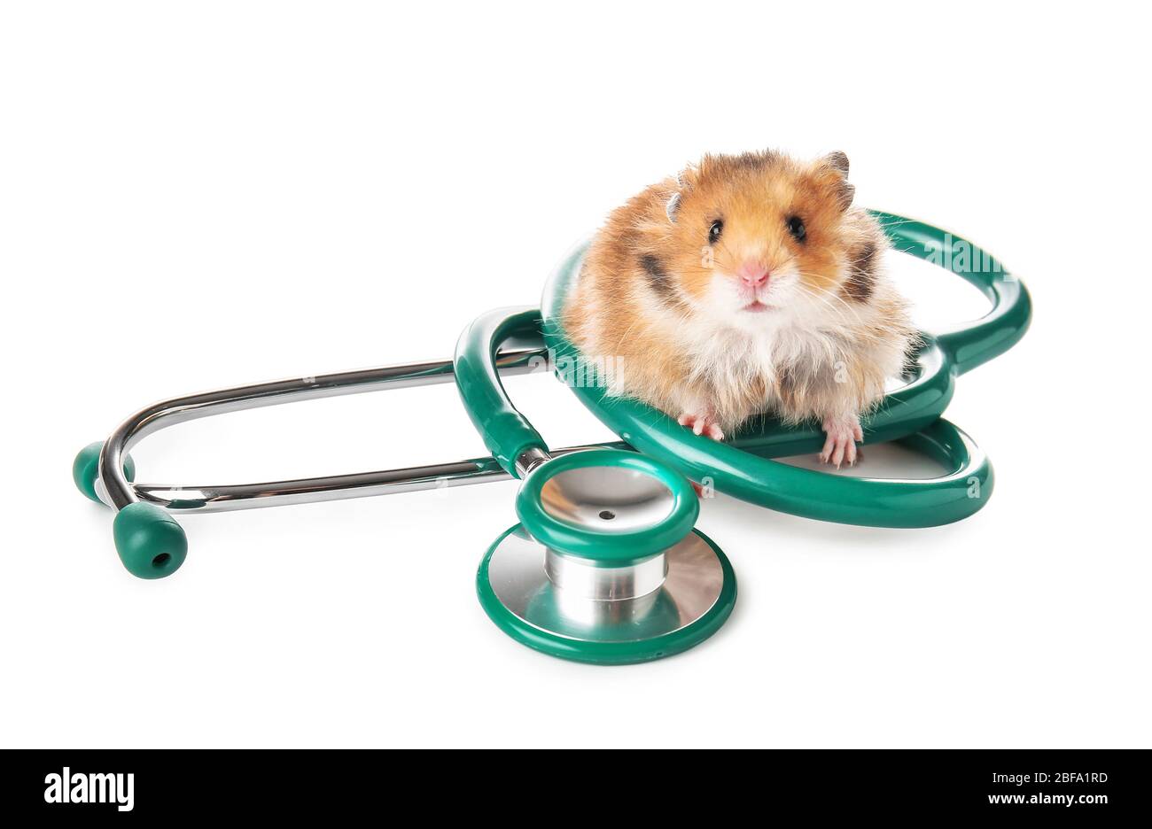 Cute hamster and stethoscope on white background Stock Photo - Alamy