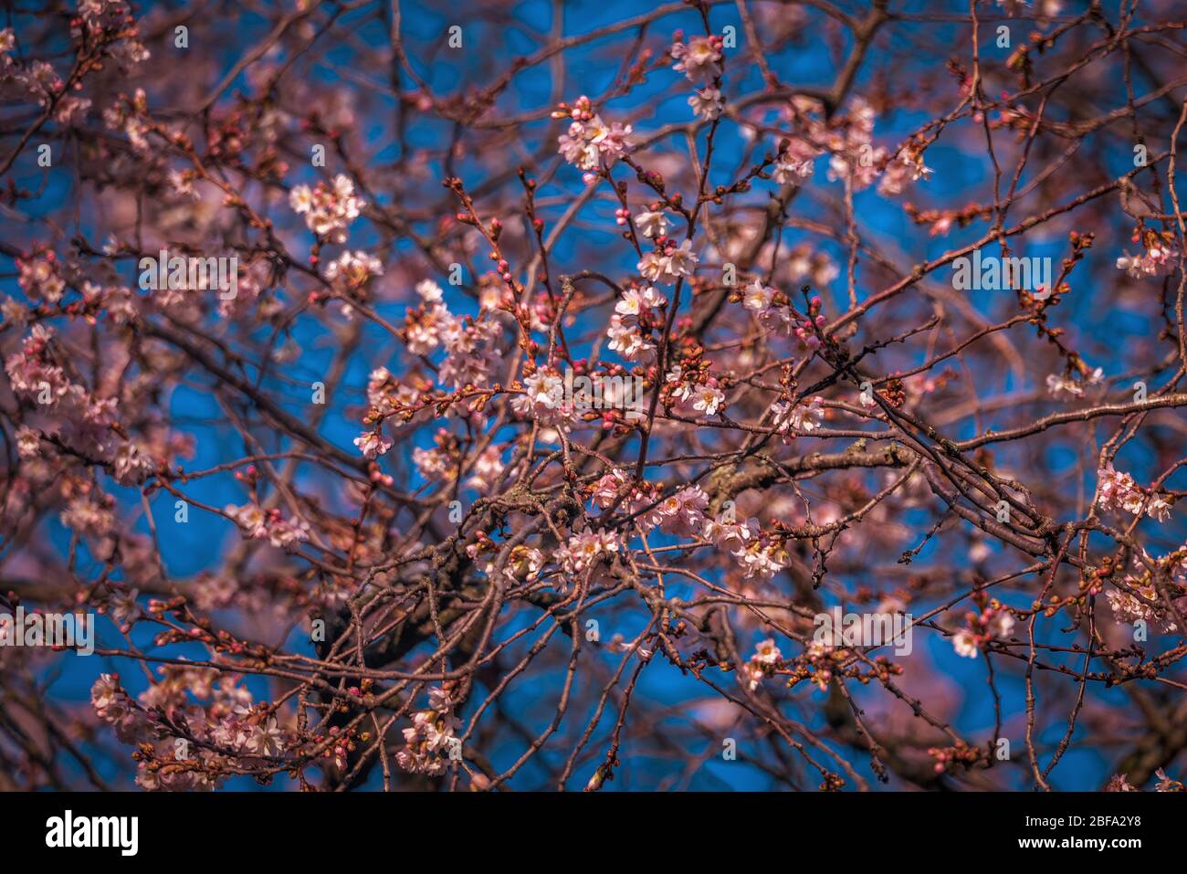 First cherryblossom in 2020 in Berlin, Germany Stock Photo