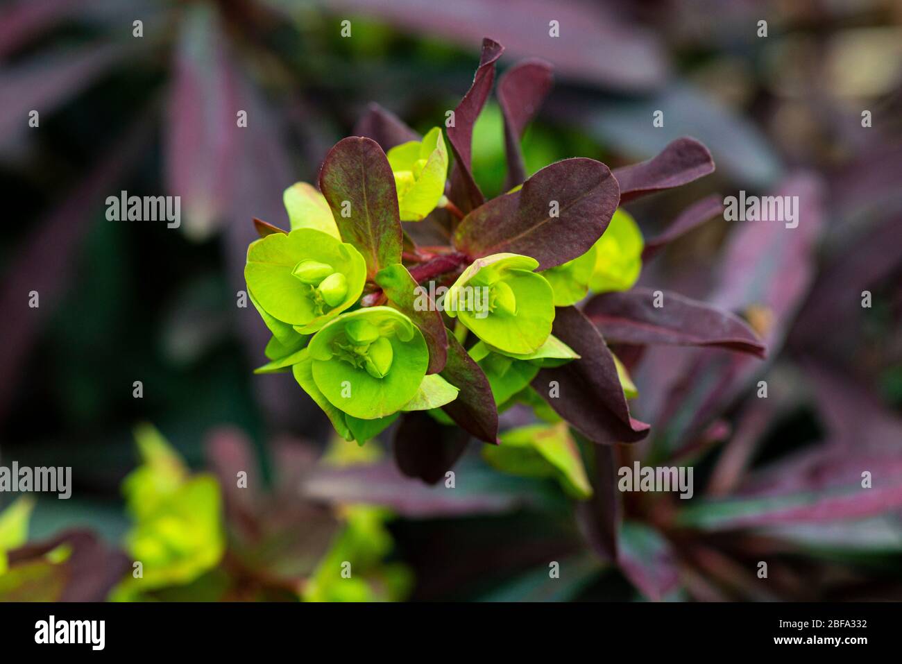 A close up of the stem of a wood spurge 'Purpurea' (Euphorbia amygdaloides 'Purpurea') Stock Photo