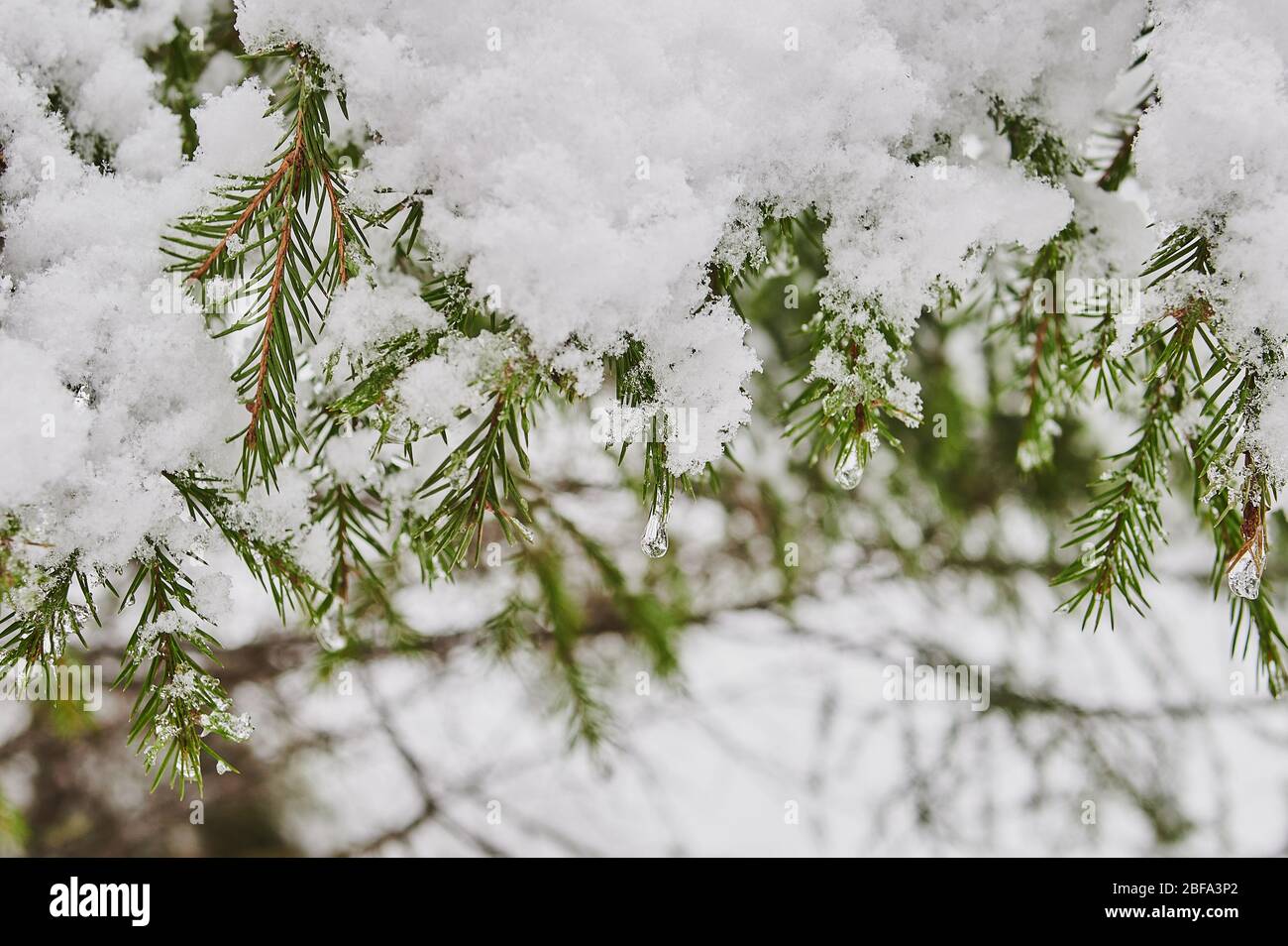 snow coniferous trees in the mountains of the Urals on top of mount ...