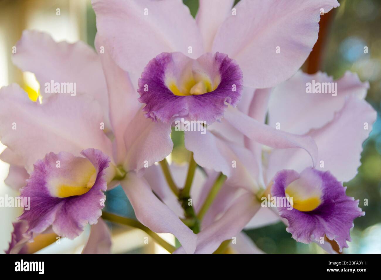 Close up of striking cattleya orchid flowers Stock Photo