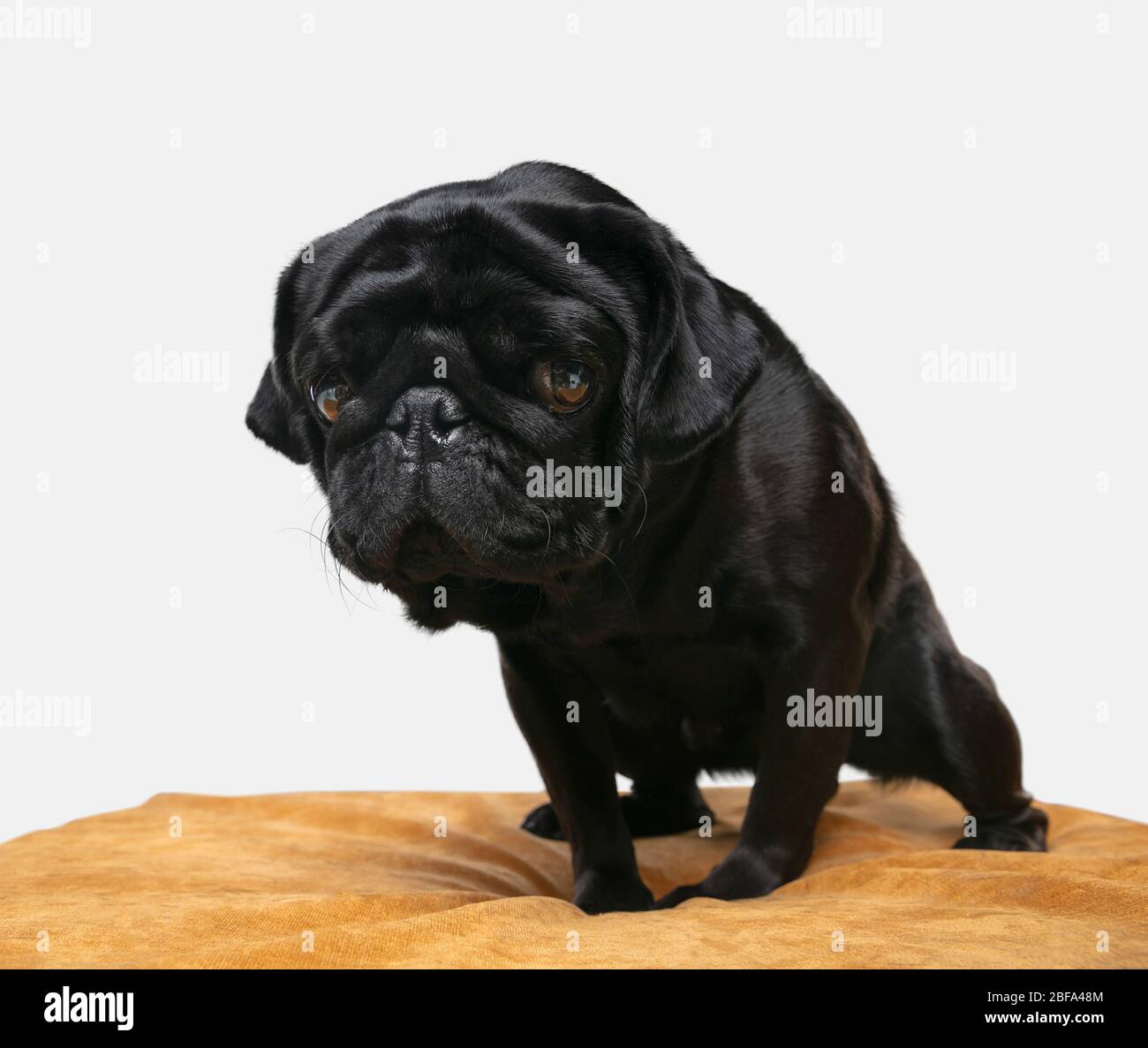 Pugdog companion is posing. Cute playful black doggy or pet playing isolated on white studio