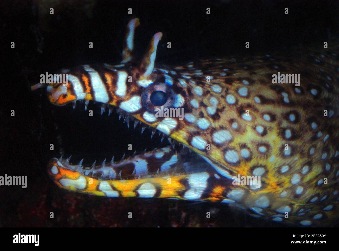 Dragon moray, Enchelycore pardalis Stock Photo