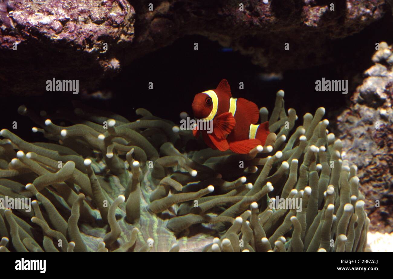 Spinecheek or Maroon anemonefish (Premnas biaculeatus) symbiotic with Mushroom coral, Heliofungia actiniformis Stock Photo