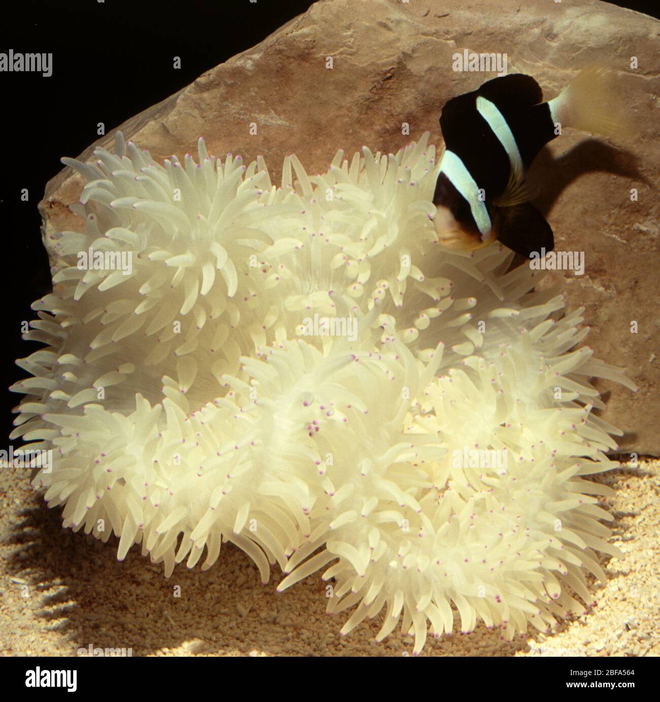 Clark's anemonefish (Amphiprion clarkii) symbiotic with Giant anemone, Heteractis crispa Stock Photo