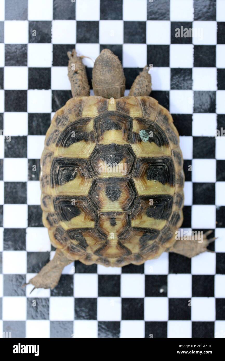 Kriechen High Resolution Stock Photography And Images Alamy