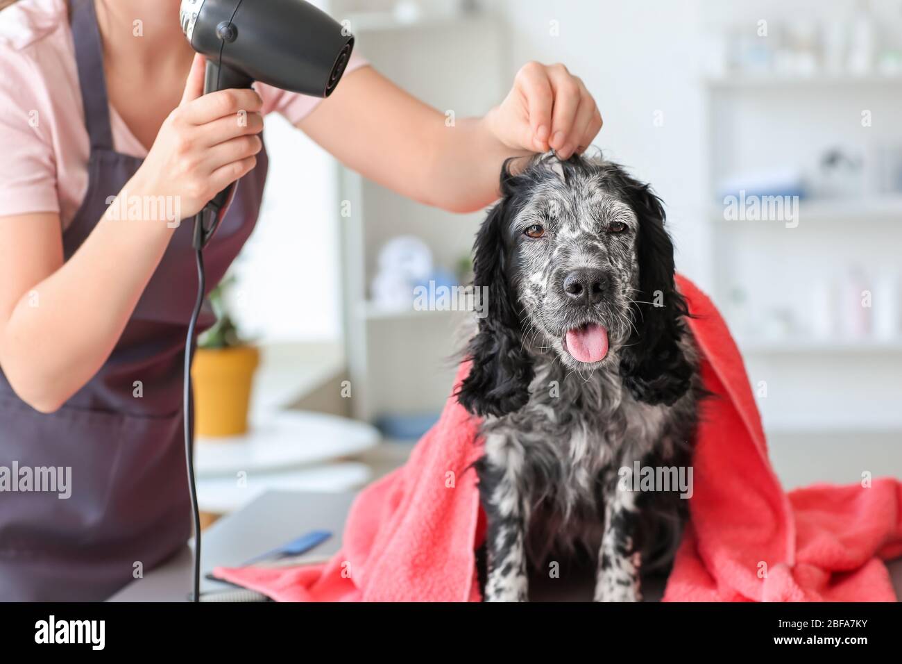 Female groomer drying dog's hair after washing in salon Stock Photo Alamy