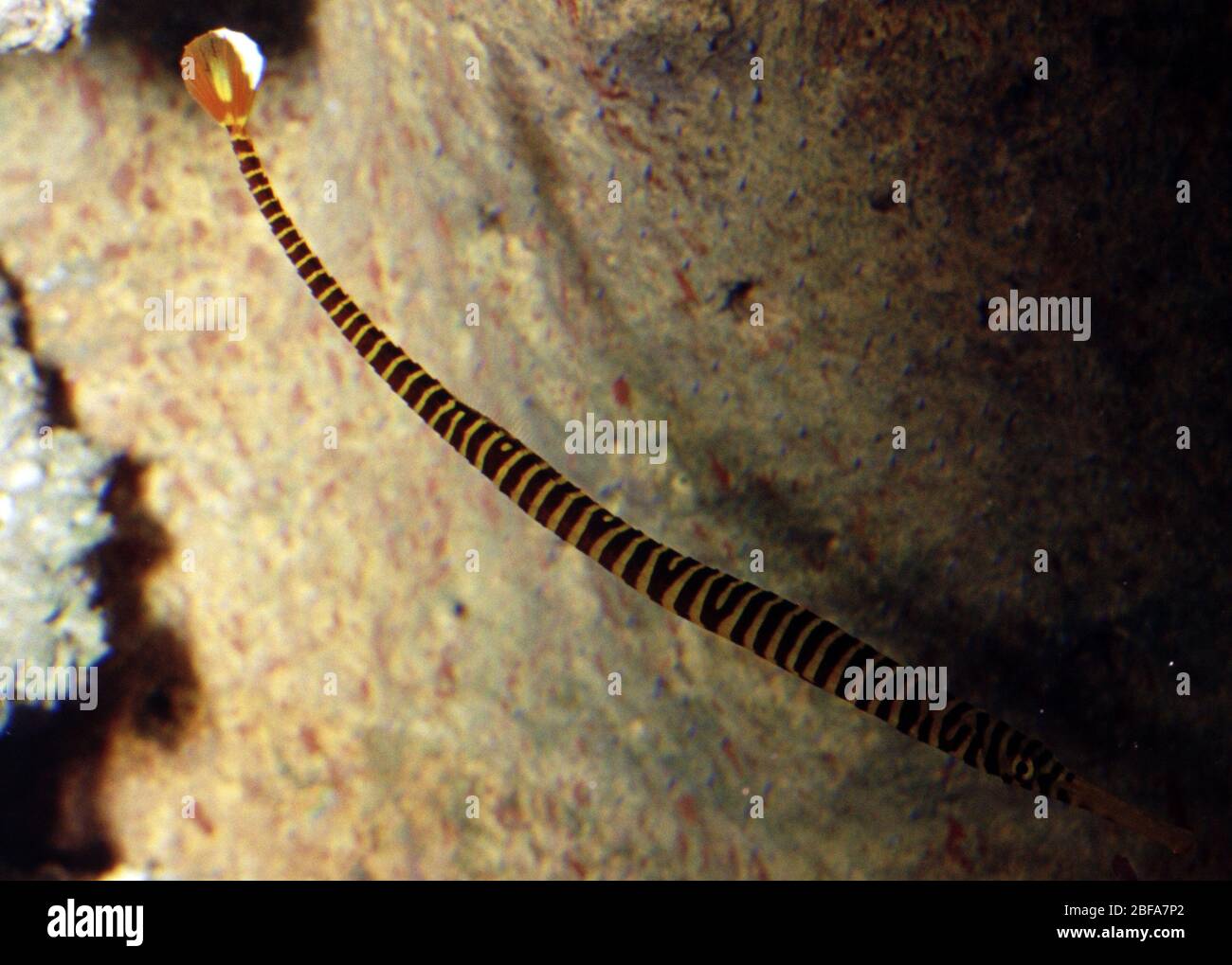 Coral Banded Pipefish High Resolution Stock Photography And Images Alamy