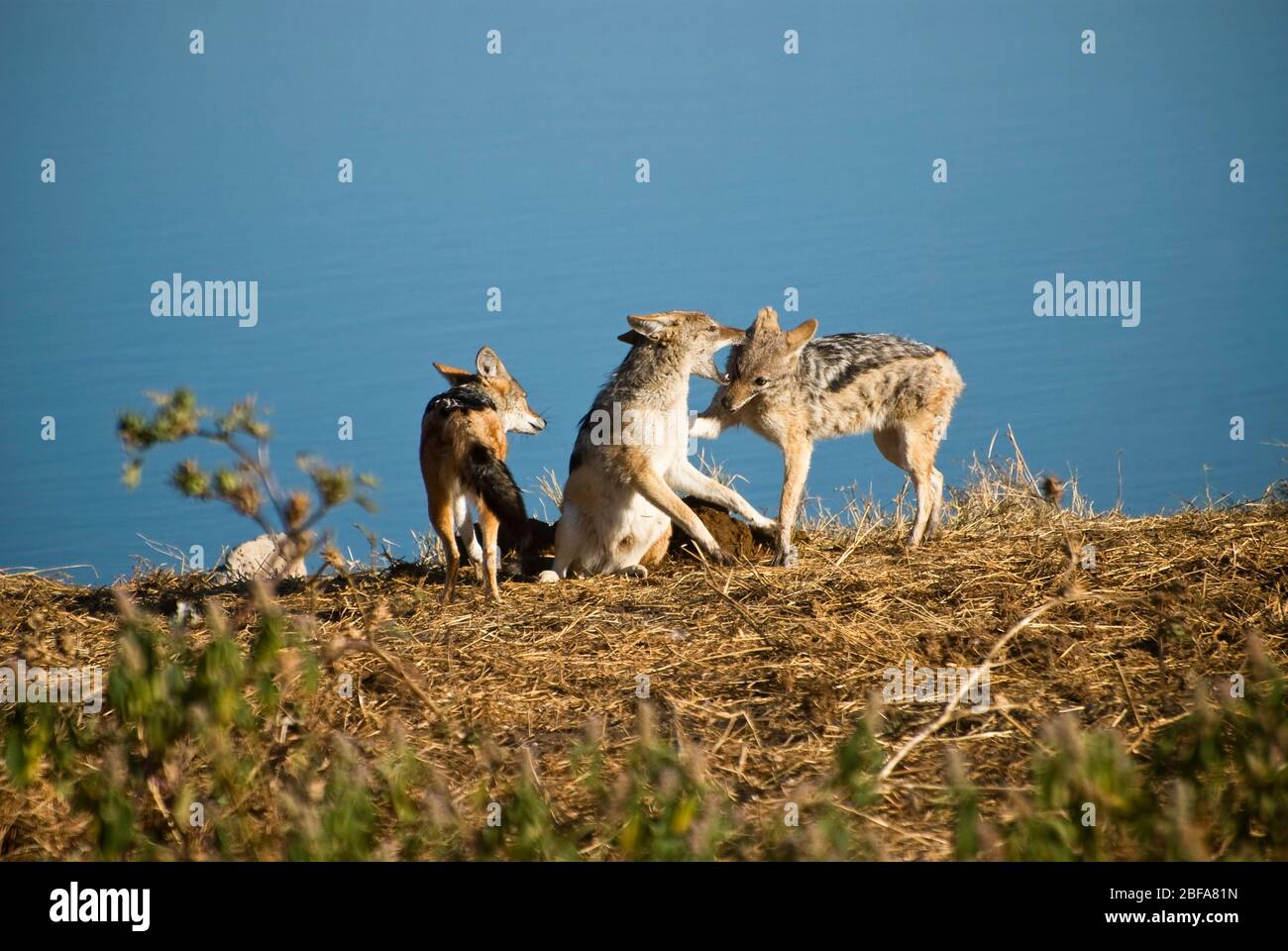 Three black-backed jackals (Canis mesomelas) play-fighting by a watering hole in Etosha National Park, Namibia. Stock Photo