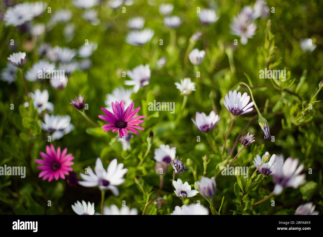 Purple and white flowers in field at sunset Stock Photo - Alamy