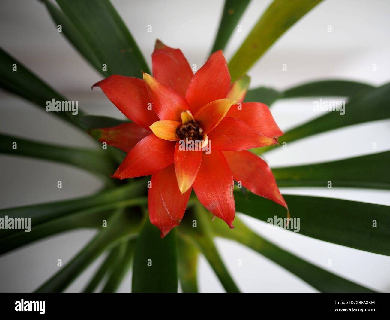 bromeliad flower in Bangkok, Thailand Stock Photo Alamy