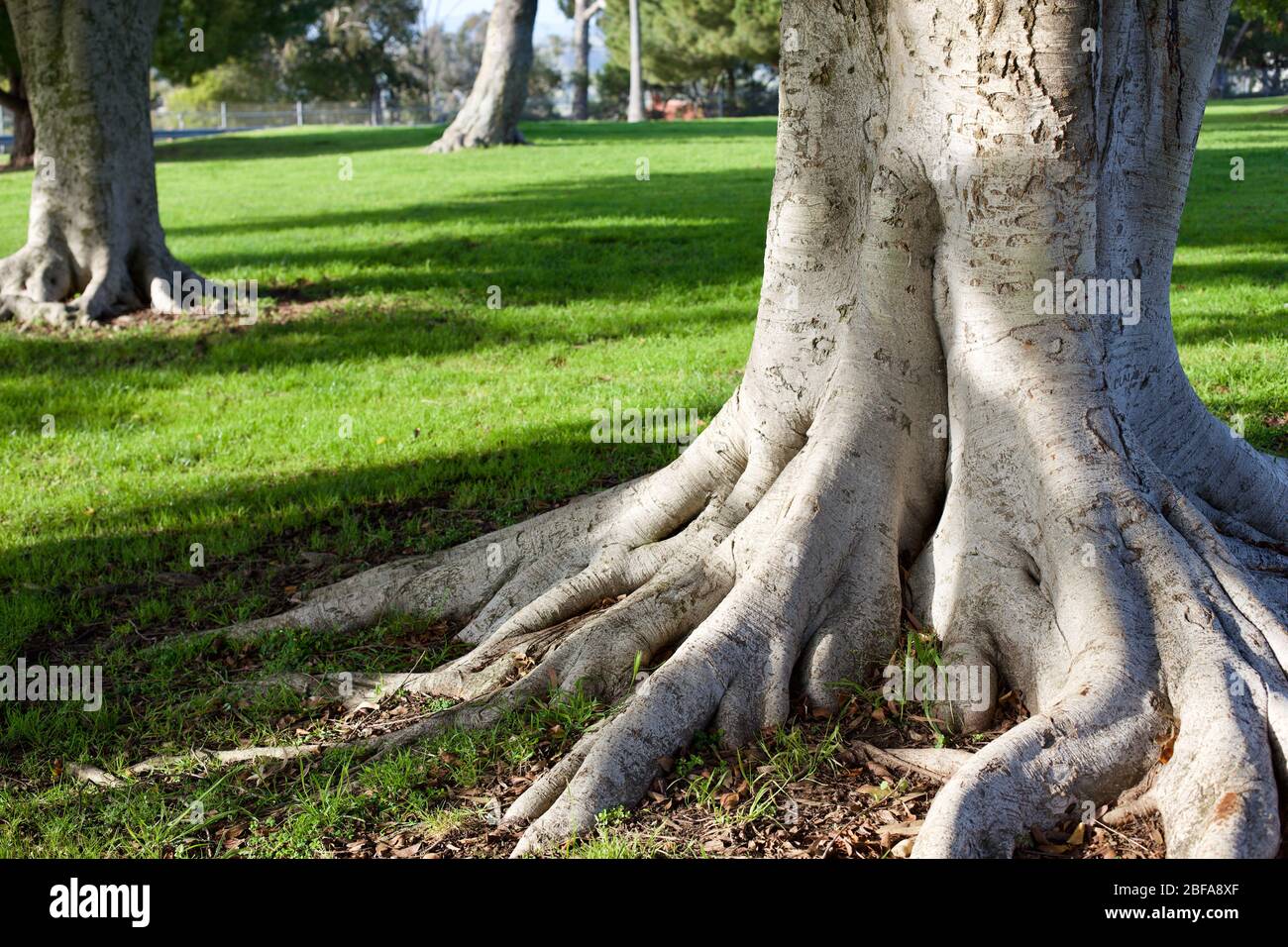 old tree roots in park at sunset Stock Photo Alamy