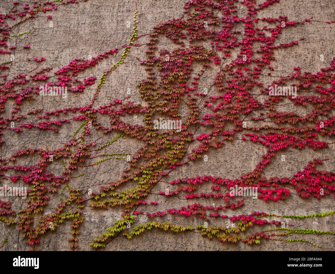 Boston Ivy on wall of building Stock Photo