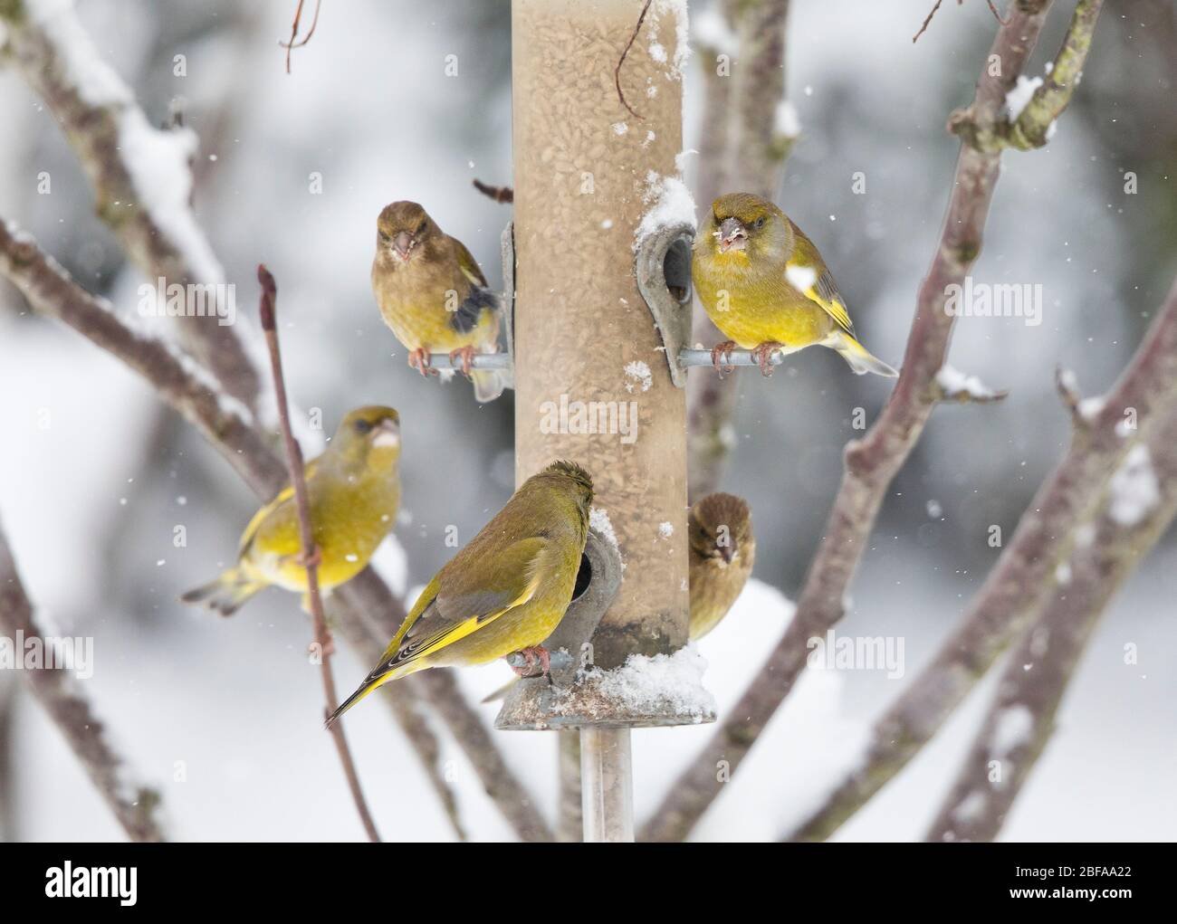 Greenfinch, Cardinalis chloris, on a feeder in winter, Wales, uk Stock Photo
