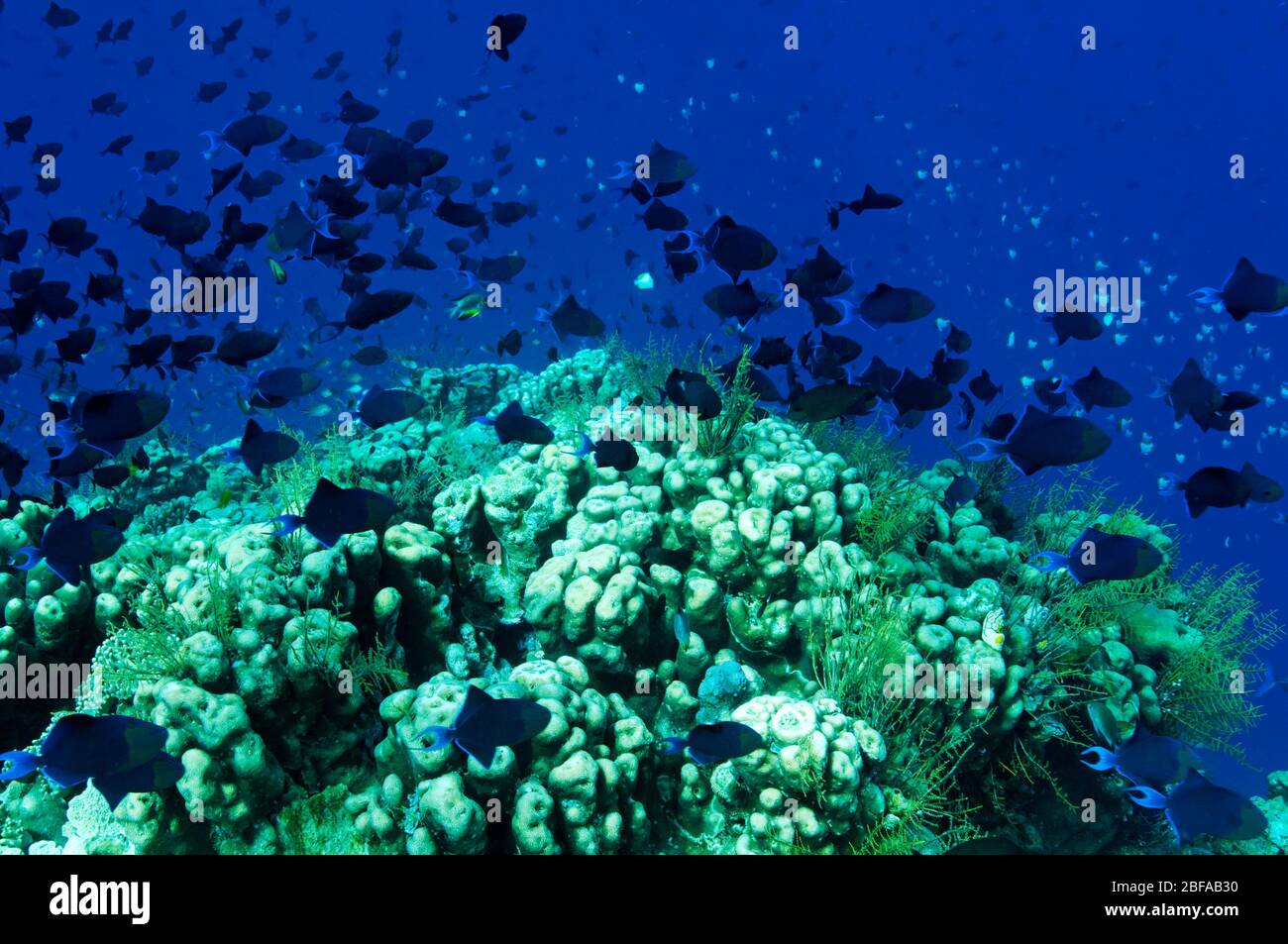 Reef scenic with redtooth triggerfishes, Odonus niger, Wakatobi ...