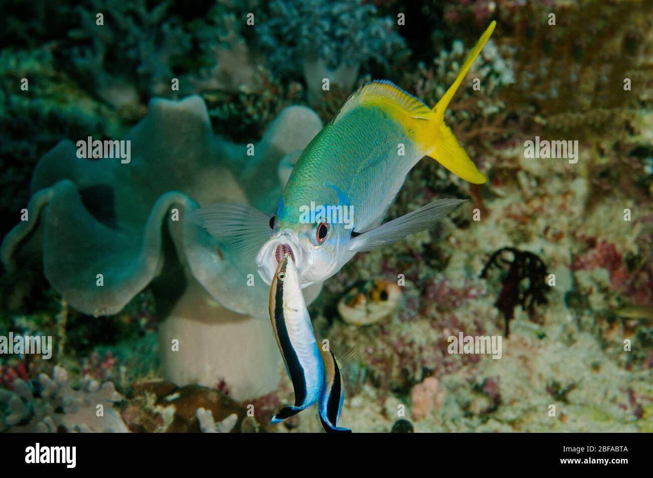 Deep bodied fusilier, Caesio cuning, being cleaned by cleaner wrasses, Labroides dimidiatus, Raja Ampat Indonesia. Stock Photo