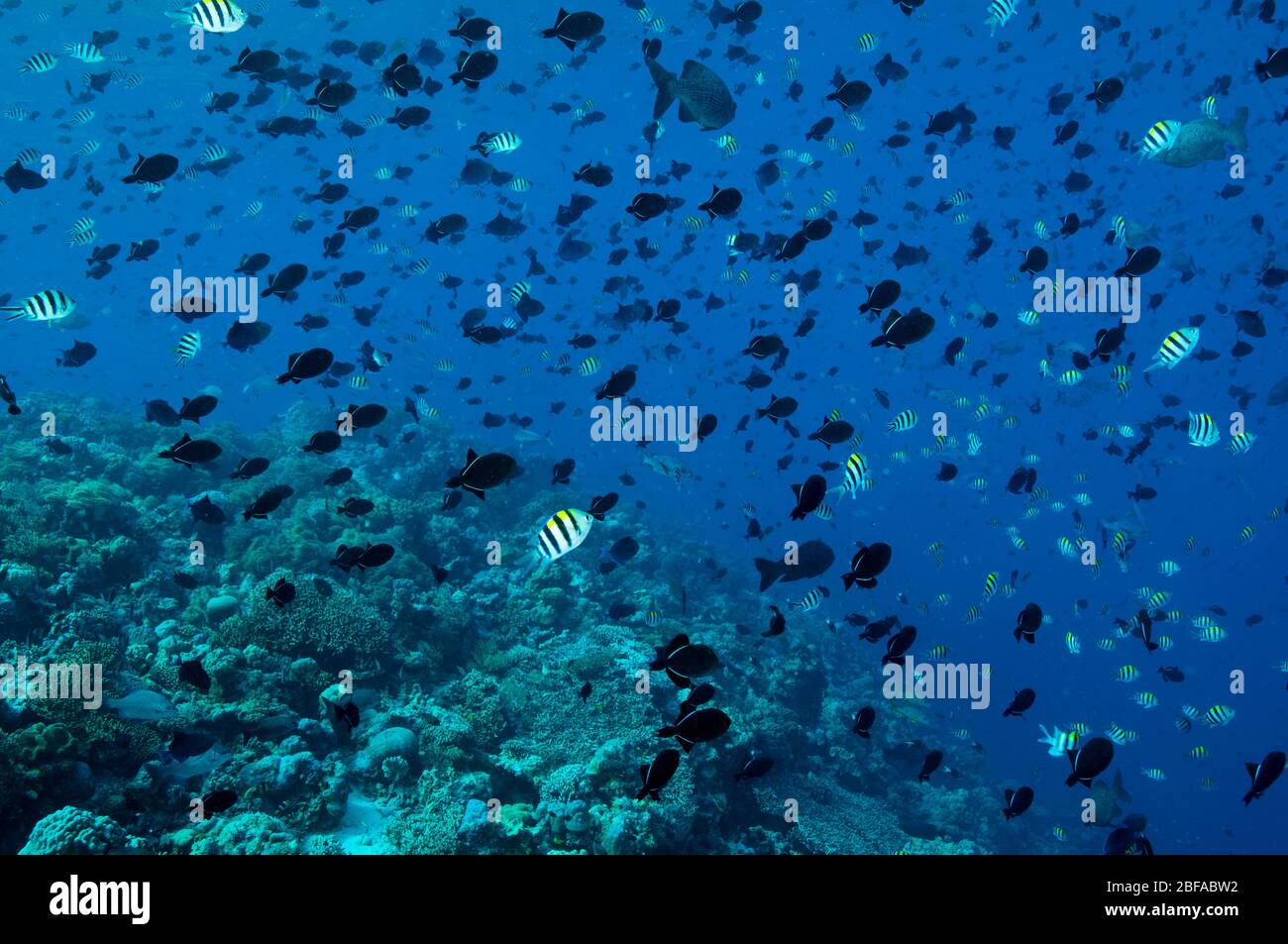 Reef scenic with massive spawning aggregation of Black triggerfish, Melichthys niger, school Sulawesi Indonesia Stock Photo