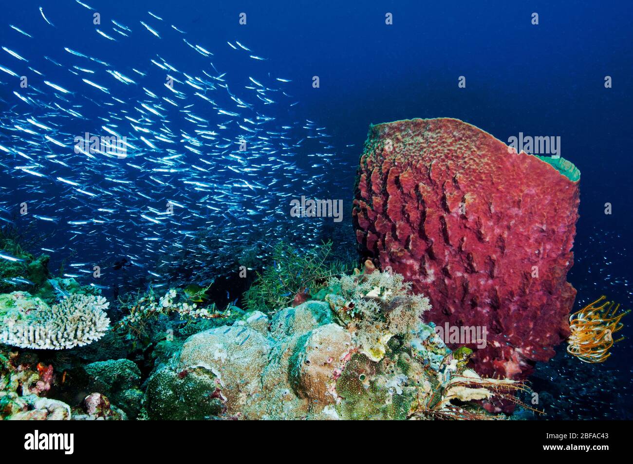 Reef scenic with barrel sponge Sulawesi Indonesia. Stock Photo