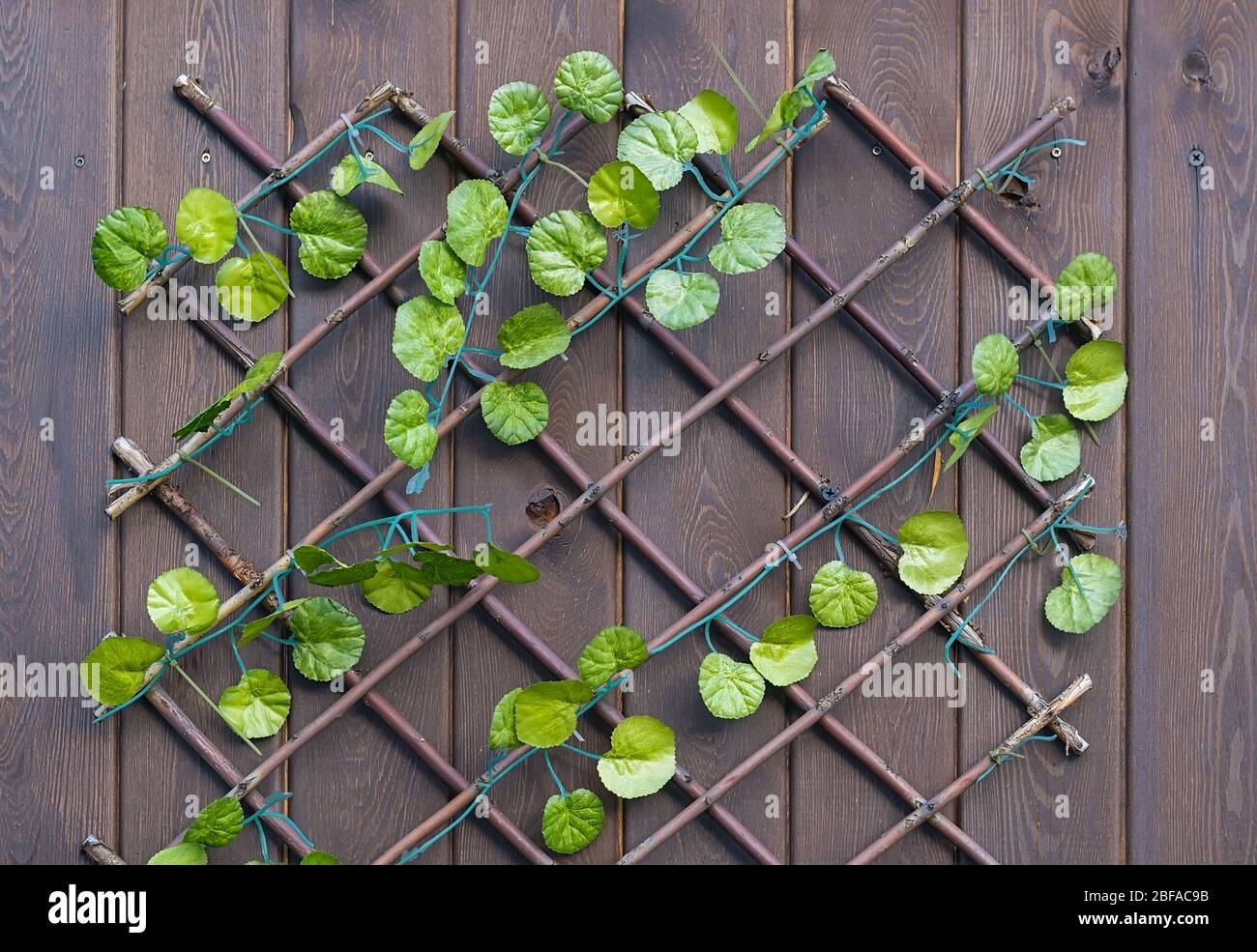 background, texture, artificial leaves of a plant, a bindweed, on the ornament from dry branches are located on a wooden surface Stock Photo