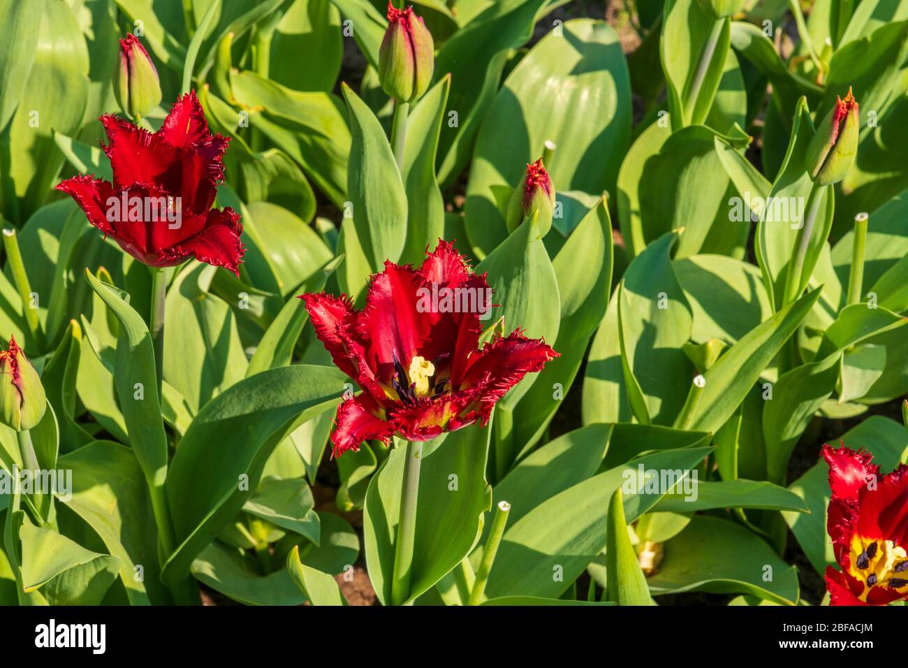 A view of tulip fields in springtime, Holland, the Netherlands Stock Photo