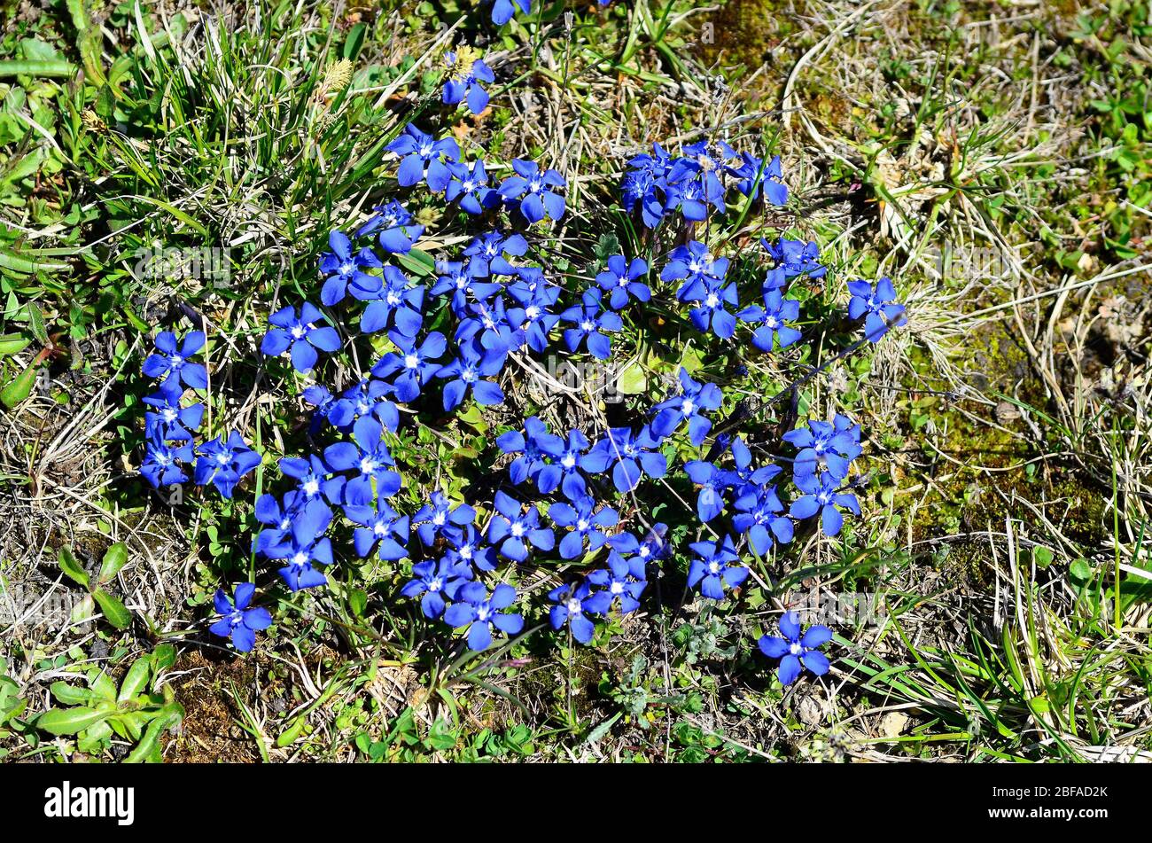 Italy, spring gentian on Alpe di Siusi Stock Photo