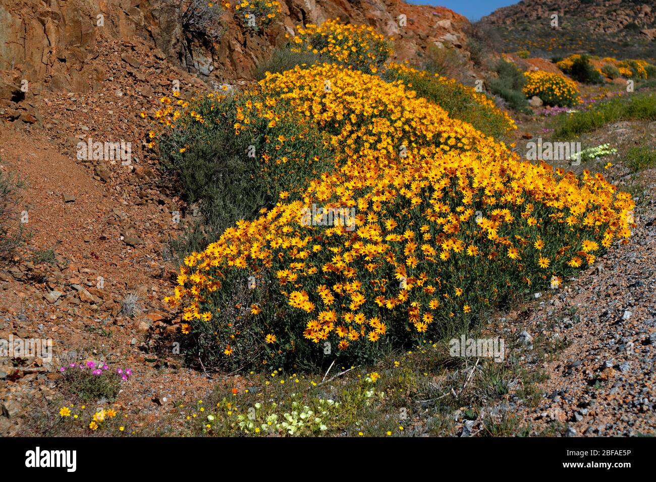 Wild flowers and scenic views near Garies in Namaqualand, Northern Cape, South Africa Stock Photo