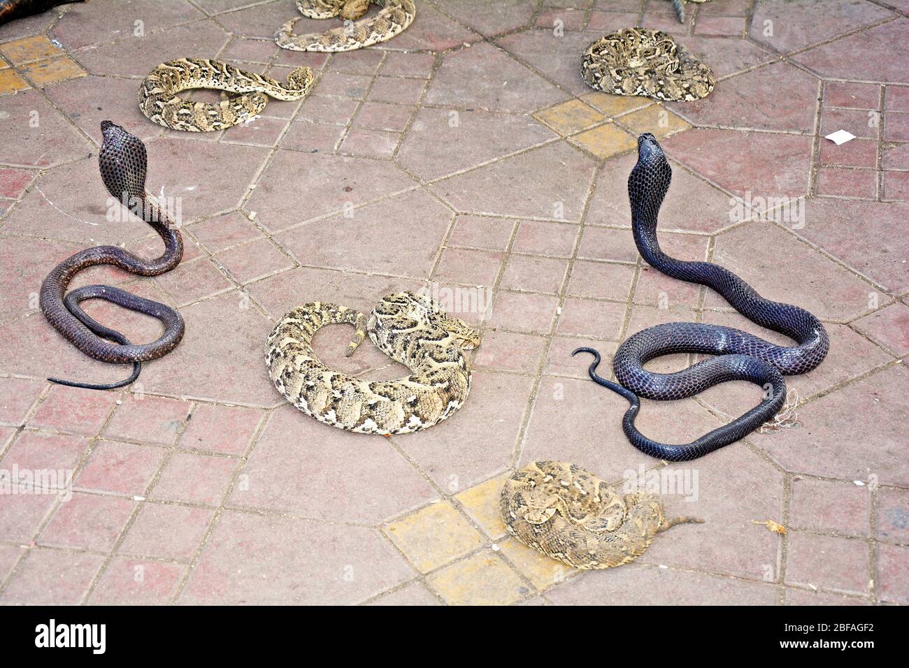 Puff adder snake hires stock photography and images Alamy