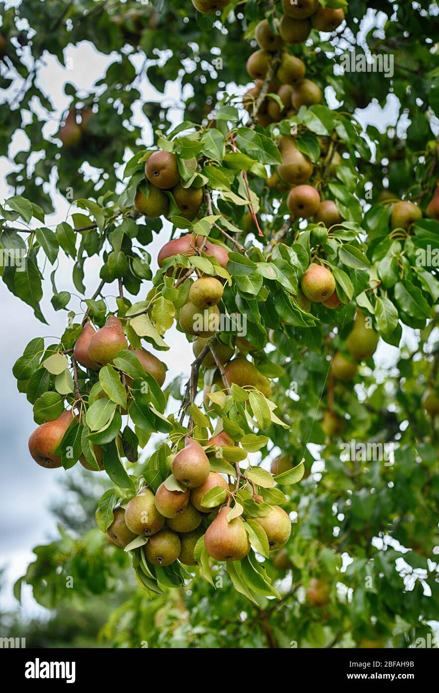 Pears on a tree Stock Photo