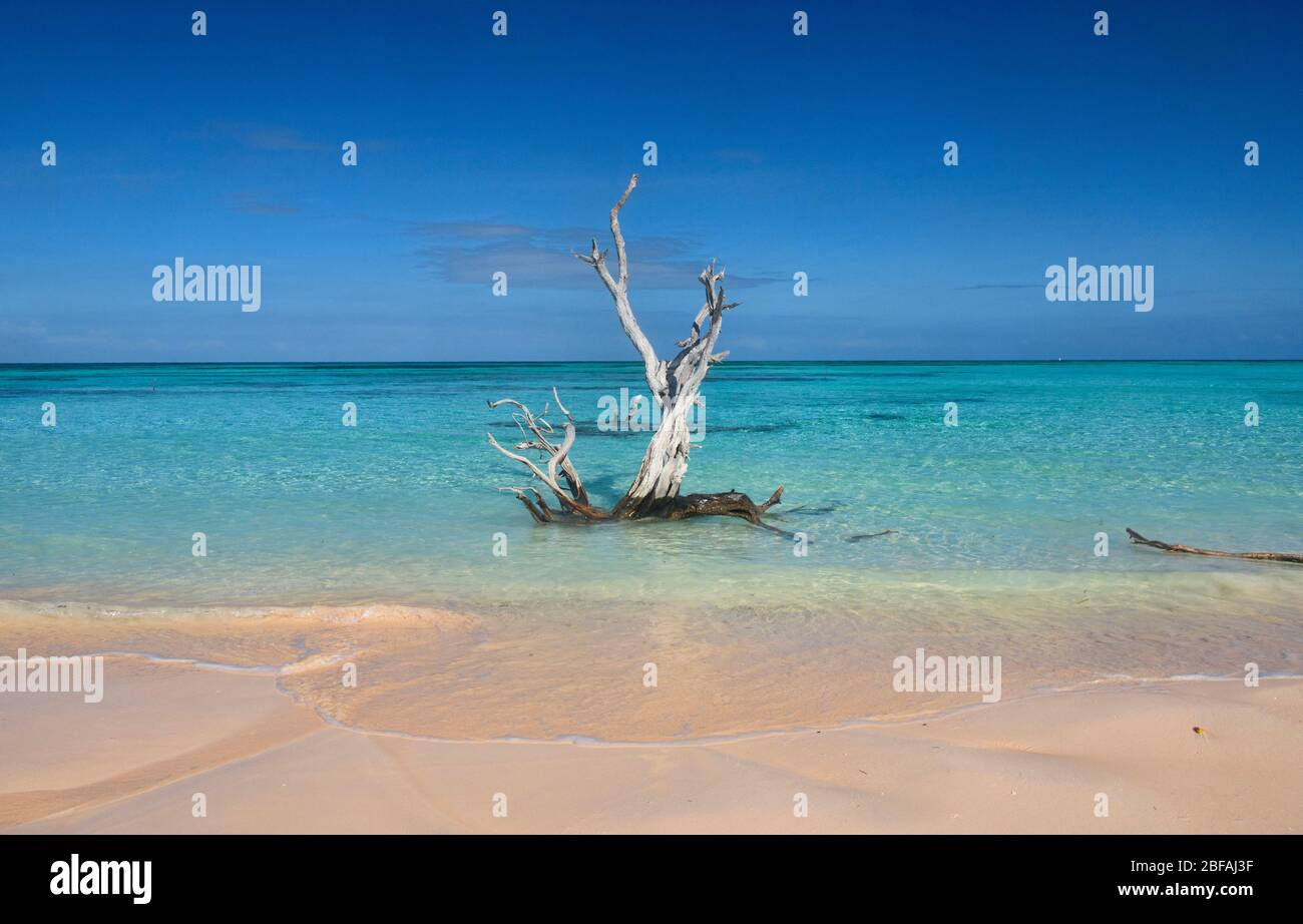 Driftwood and solitude, beautiful Caribbean Cayo Jutías beach, Piñar del Río, Cuba Stock Photo