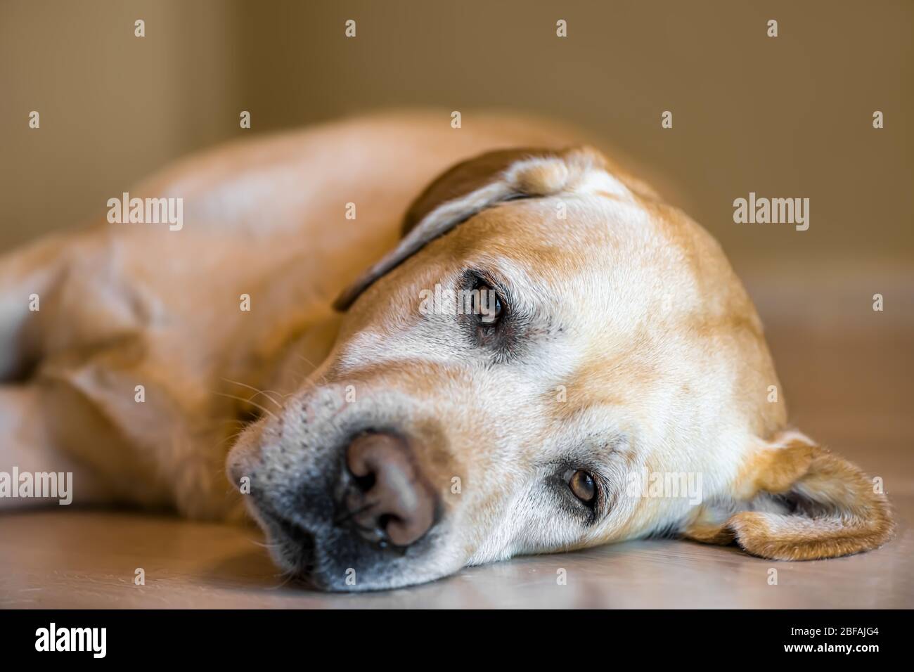 Sleepy labrador hi res stock photography and images Page 7 Alamy