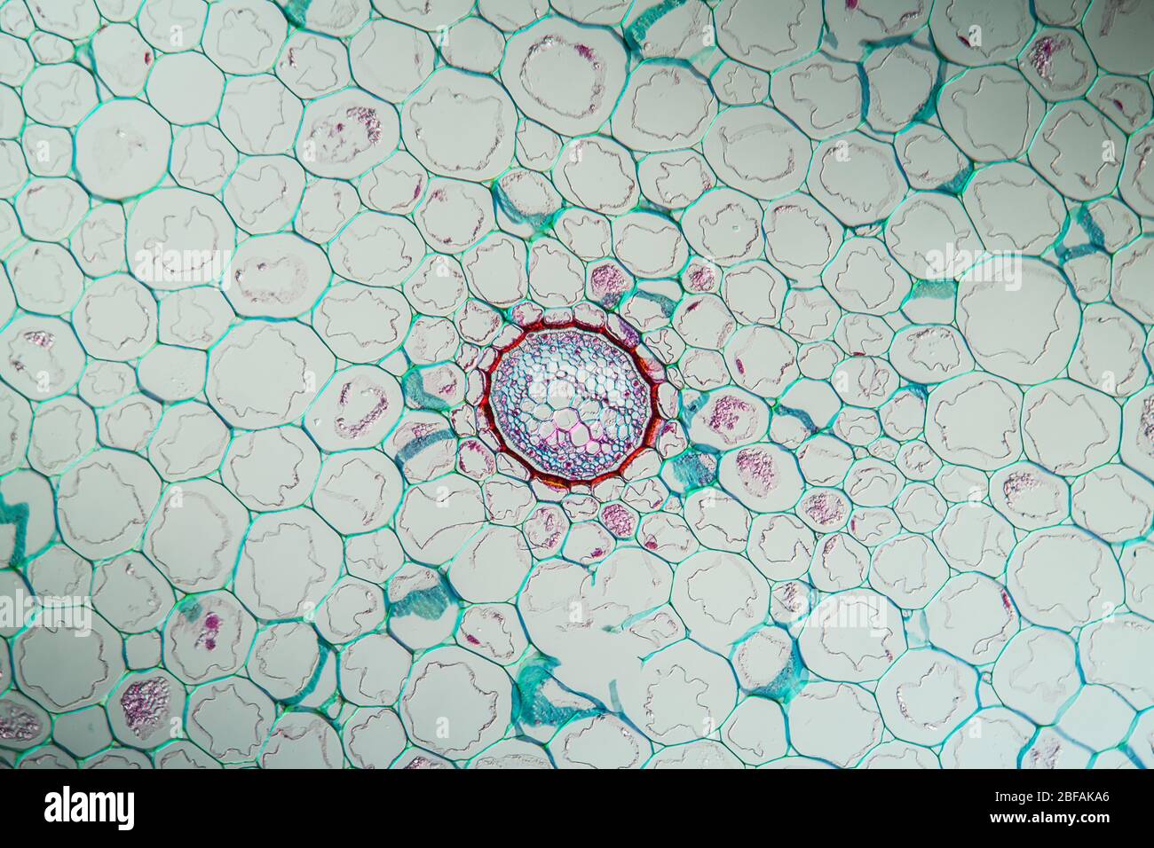 Fern stems in cross section 100x Stock Photo Alamy