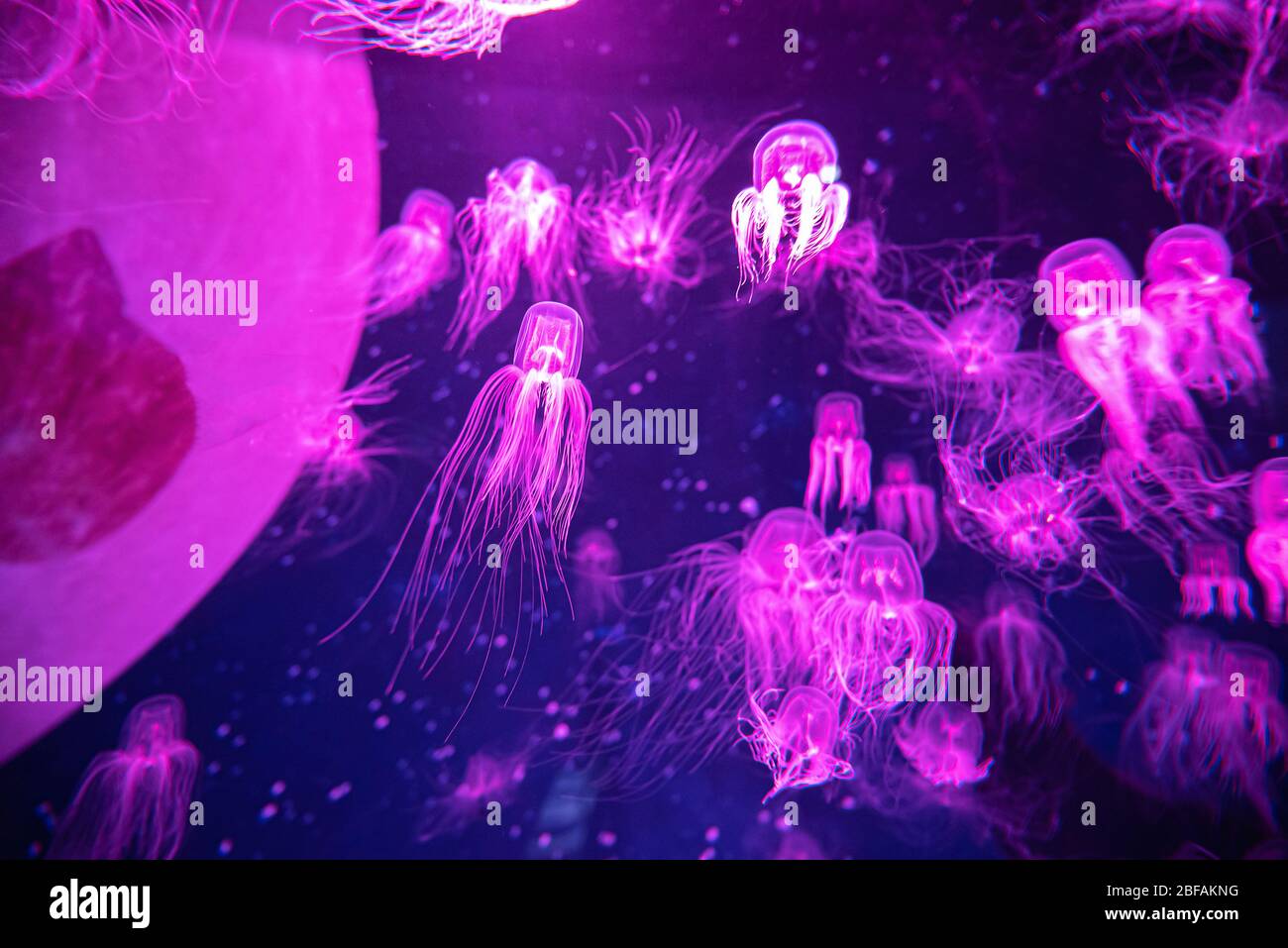 Beautiful colorful poisonous box jellyfish, Jellyfish in aquarium with
