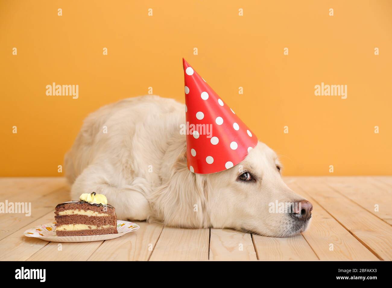 Cute dog in party hat and with Birthday cake on color background Stock ...