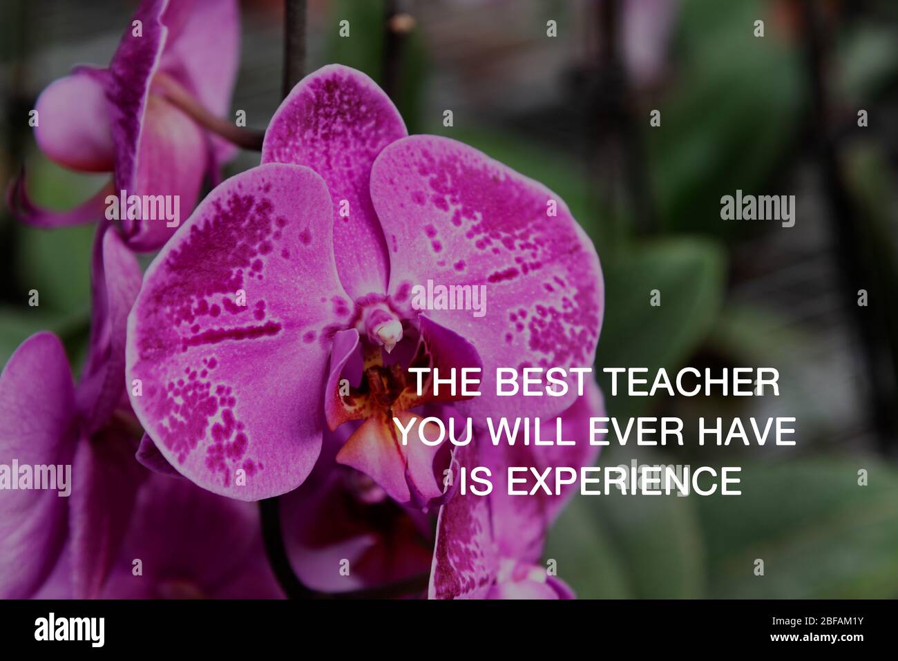 Inspirational quotes The best teacher you will ever have is