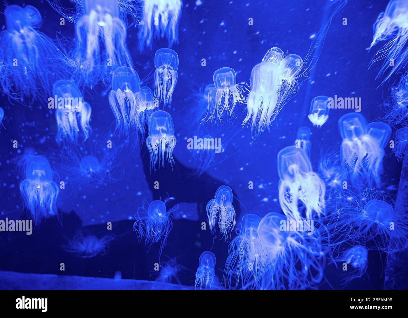 Beautiful colorful poisonous box jellyfish, Jellyfish in aquarium with