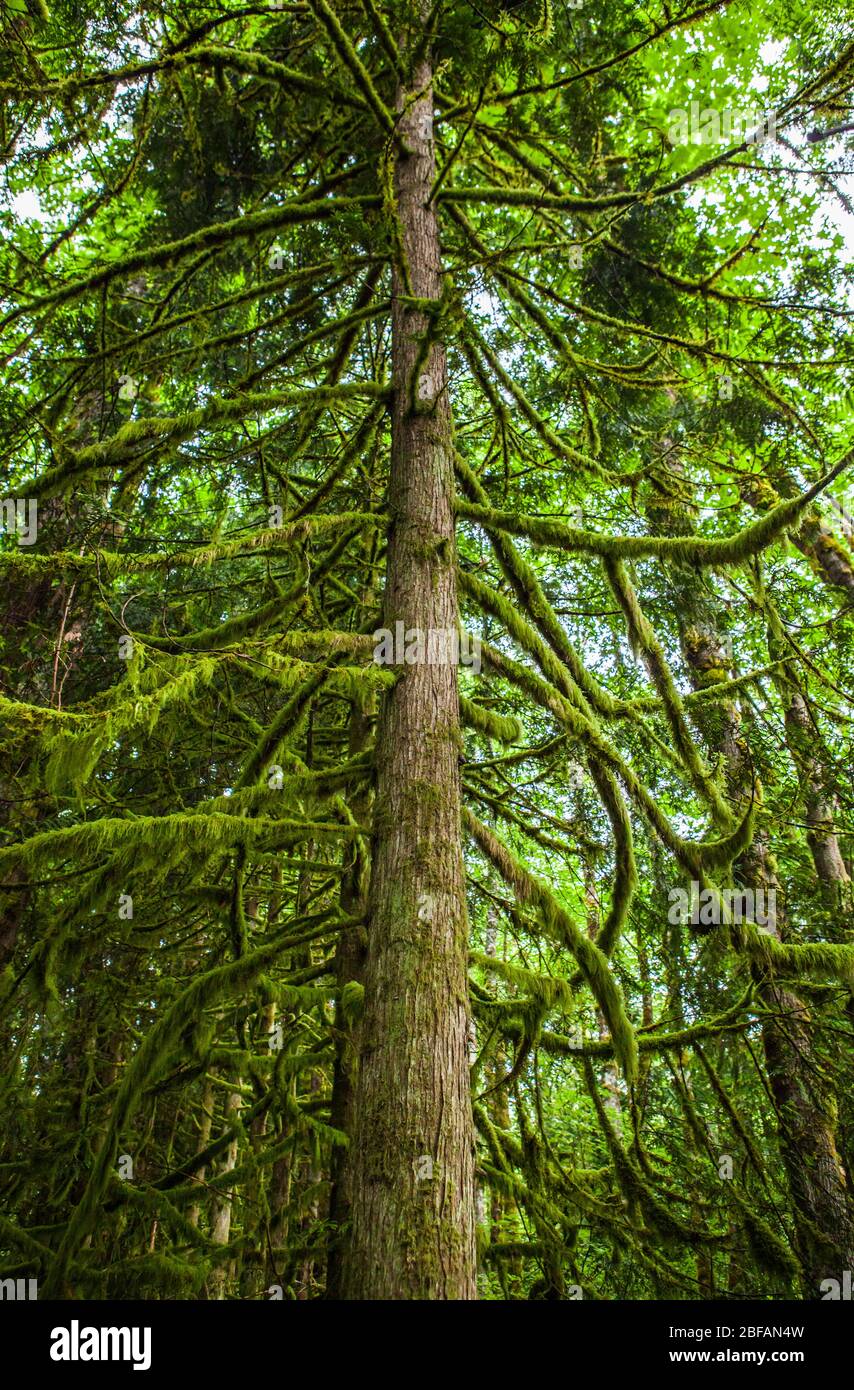 A Cedar tree with branches covered in moss, Tiger Mountain, Washington. Stock Photo