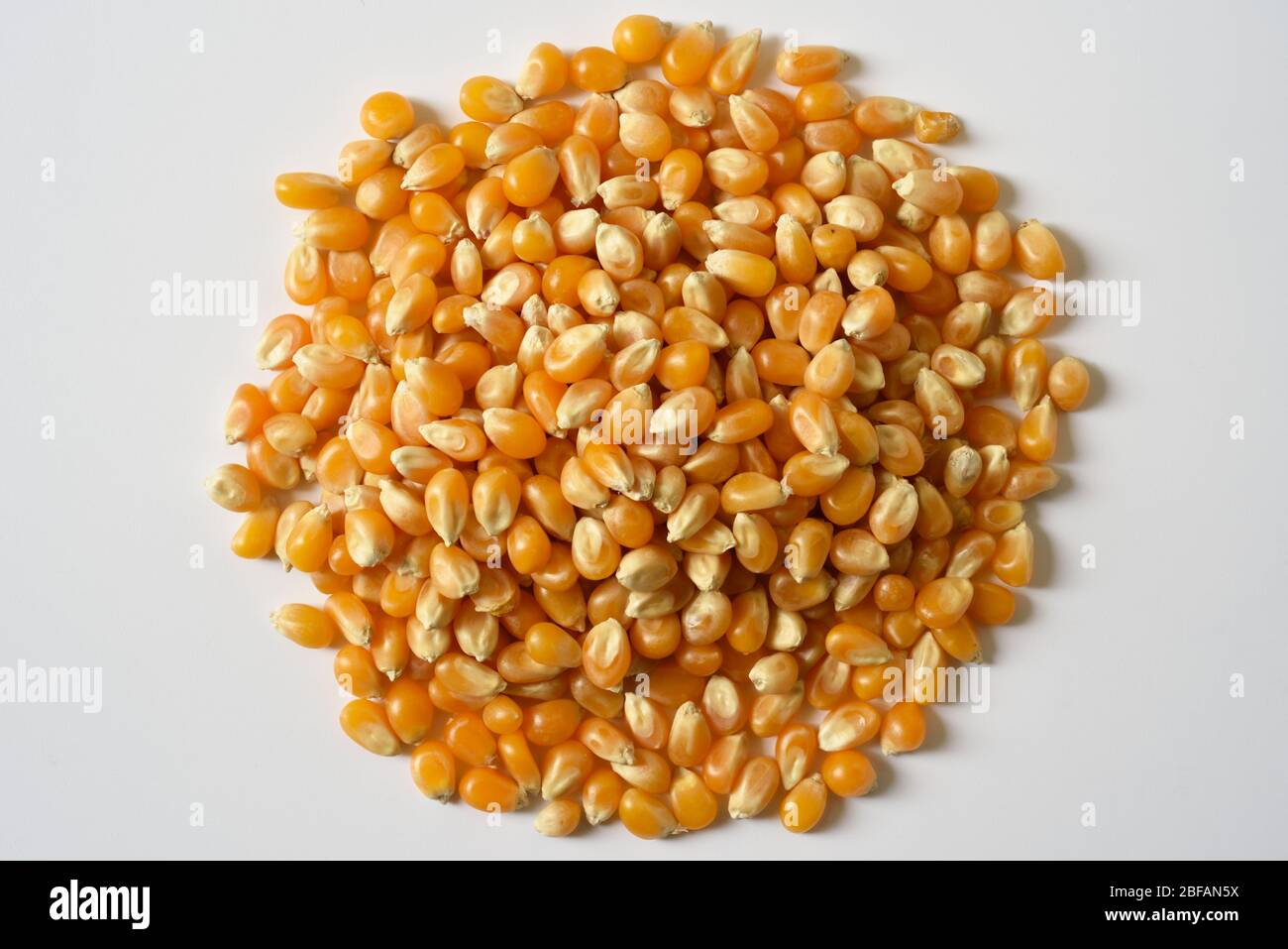 heap of corn kernels forming a circle Stock Photo