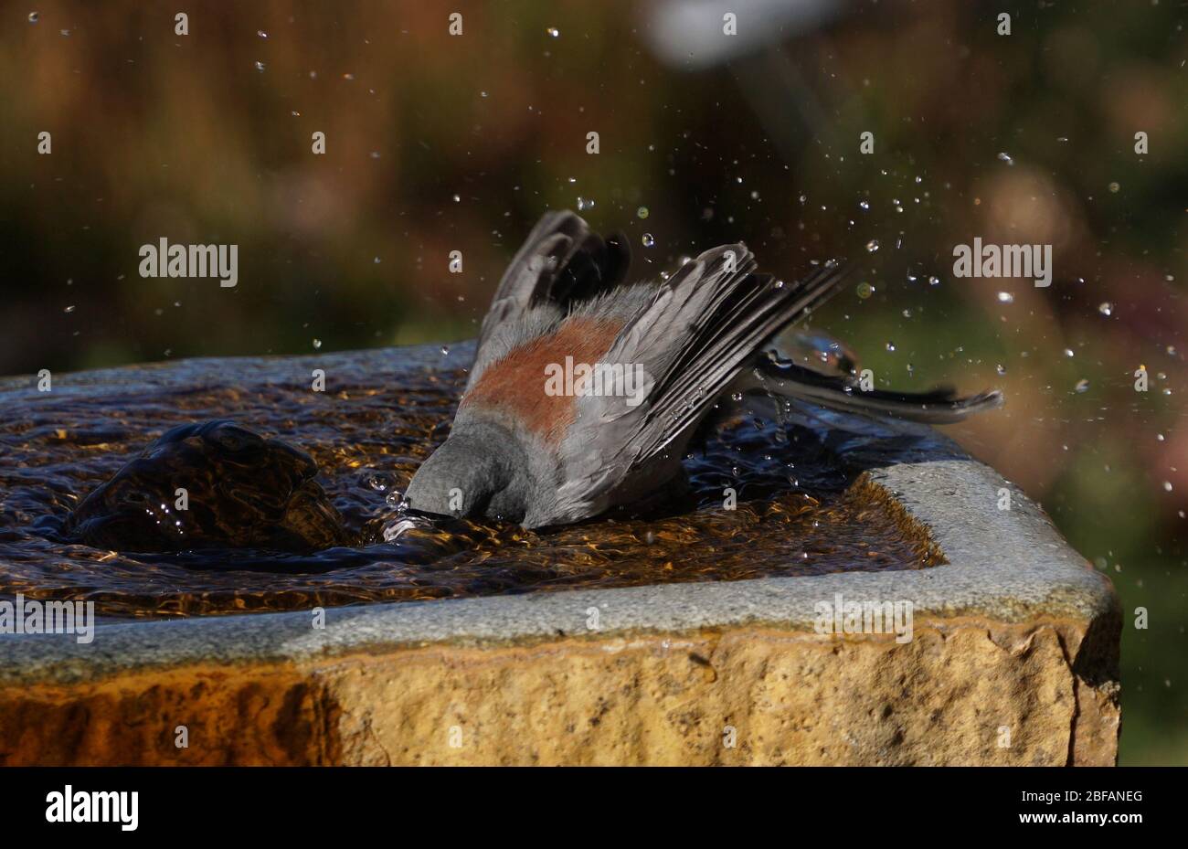 A Red Backed, Dark Eyed Junta takes a refreshing bath in a stone fountain. Stock Photo