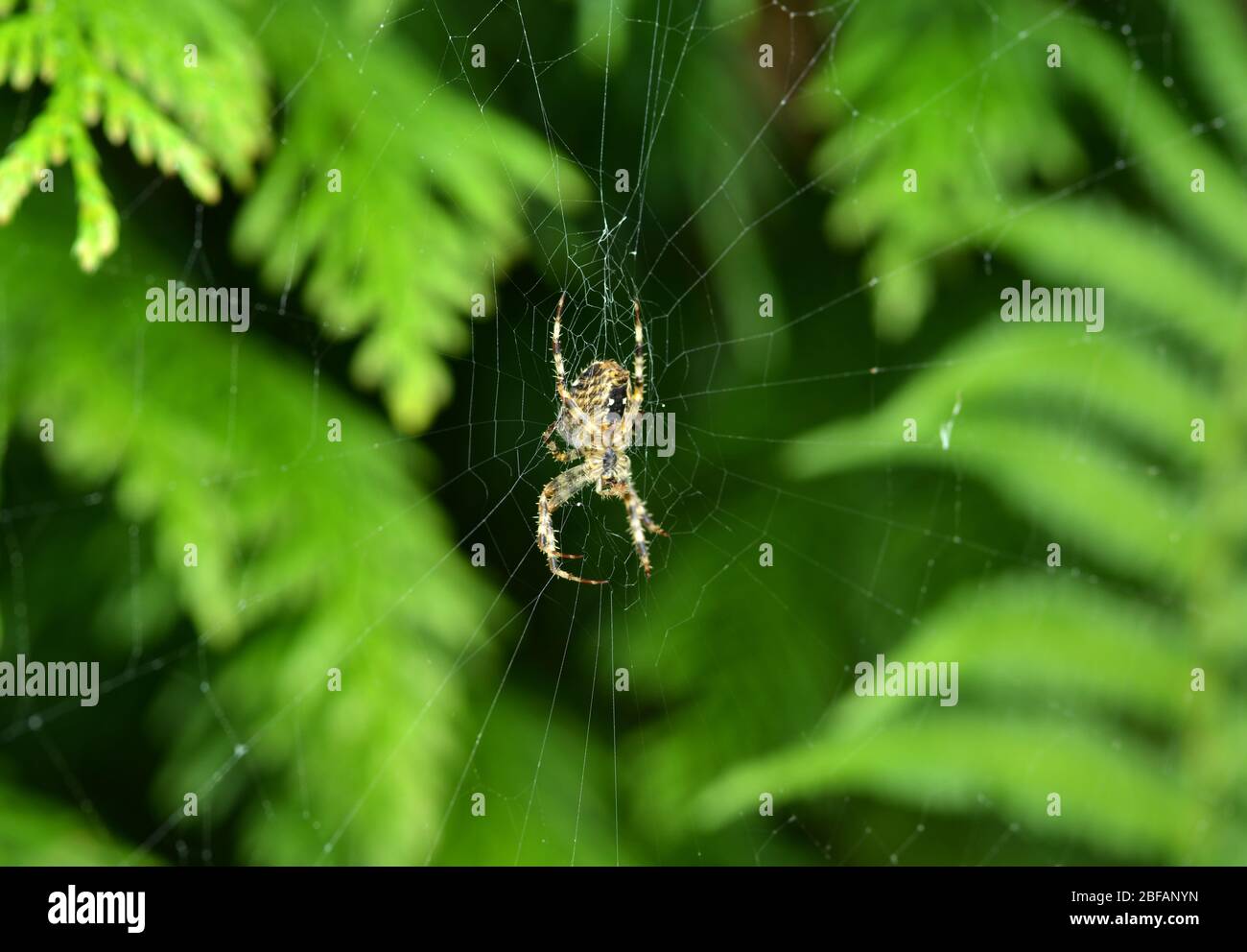Spider web outdoor with a european cross spider waiting Stock Photo - Alamy