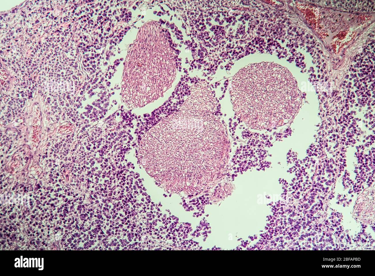 Spinal cord tissue section under the microscope 100x Stock Photo Alamy