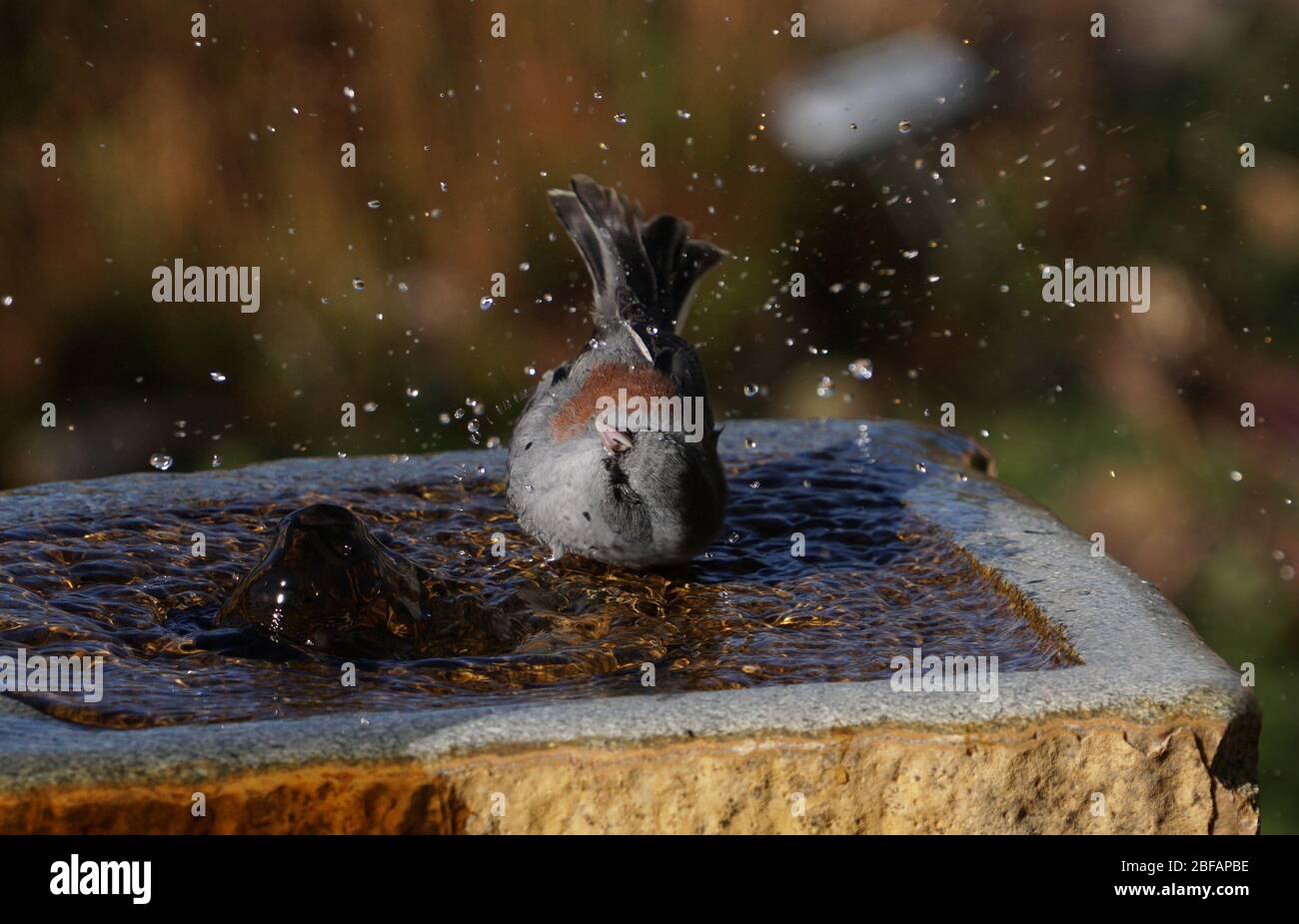 A Dark Eyed Junta enjoys the cool water of a stone fountain on a hot afternoon. Stock Photo