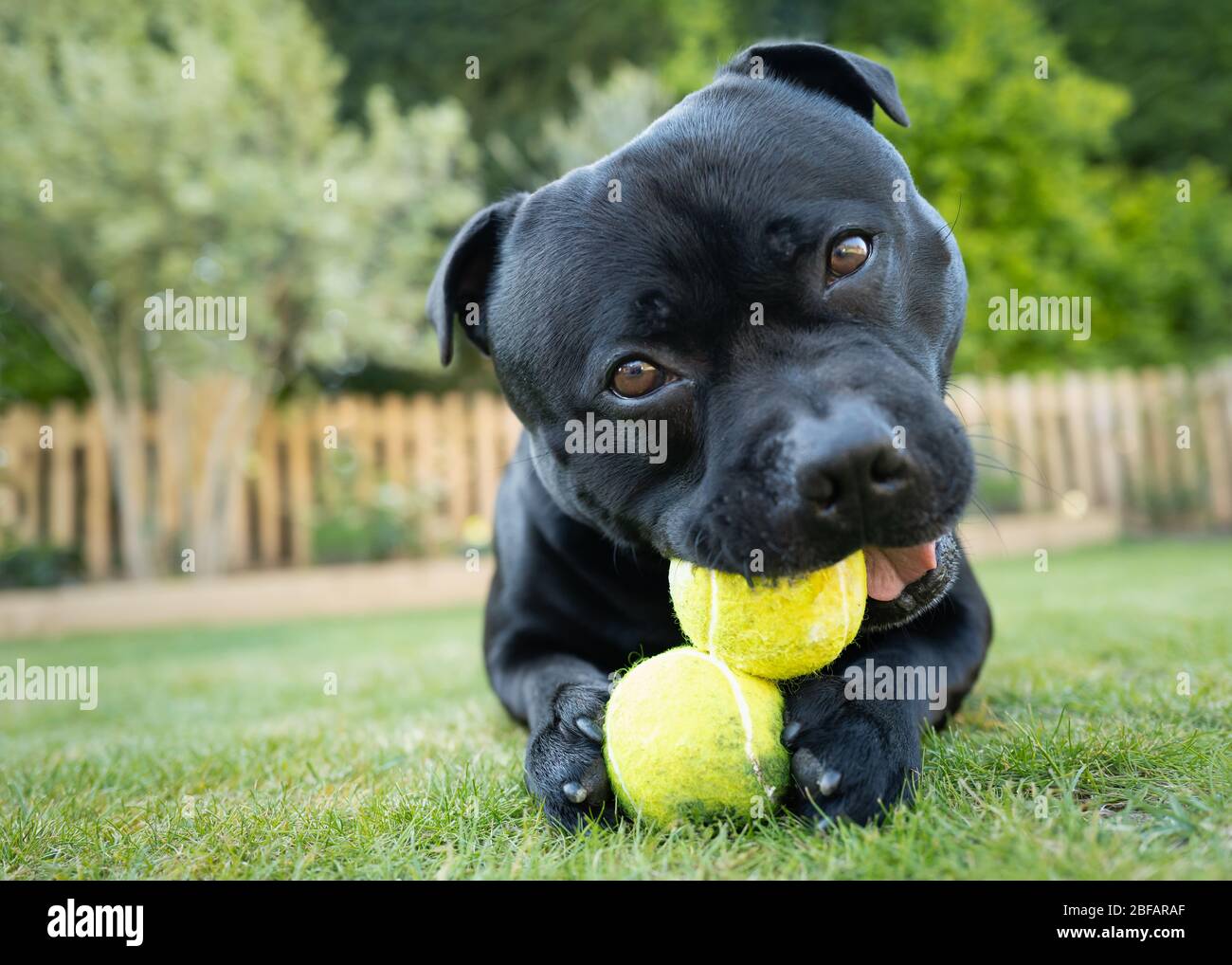 Staffordshie bull terrier hires stock photography and images Alamy