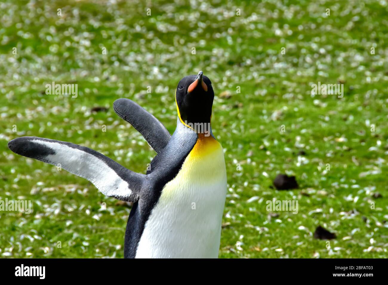 King Penguin at Volunteer Point, Falkland Islands. Stock Photo