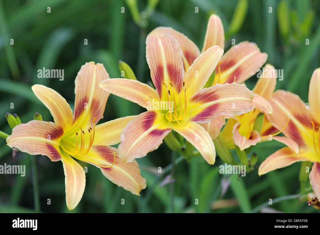 Amarylis flowers Stock Photo