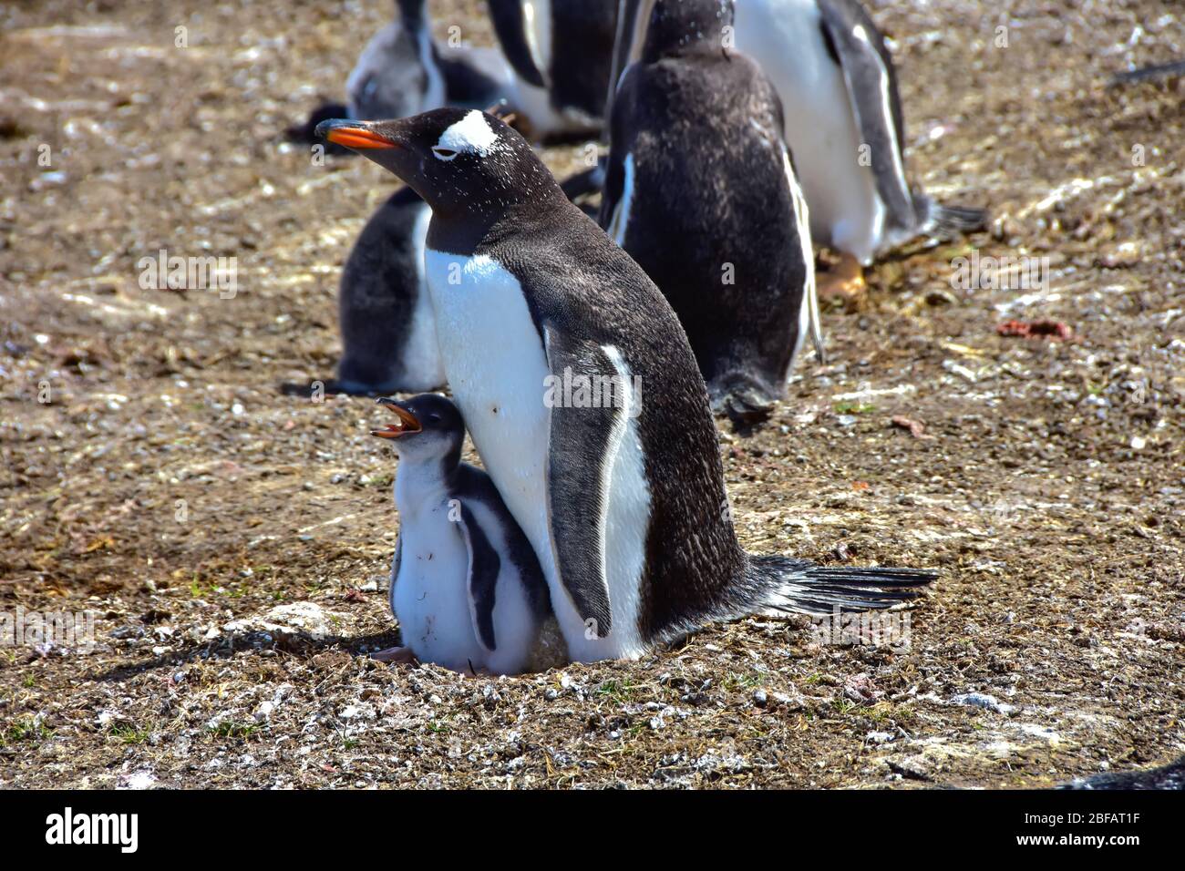Gentoo Penguin and young chick at Volunteer Point, Falkland Islands. Stock Photo