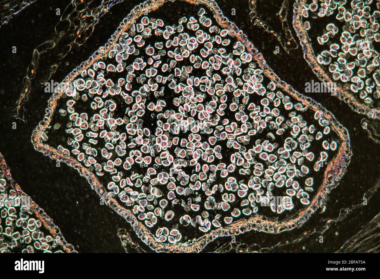 Club moss flower with seeds under the microscope 100x Stock Photo
